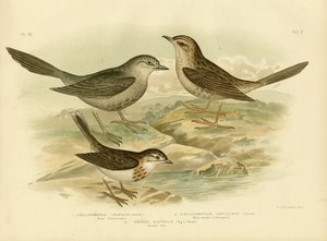 ブラウンソングラーク、1891年 作： Gracius Broinowski